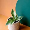 philodendron white princess maceta