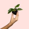 philodendron-white-princess