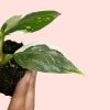philodendron-white-princess-hojas