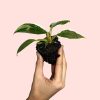 philodendron-white-princess-planta