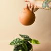 regadera-terracota-purplant-planta