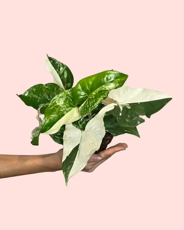 syngonium-marmol-variegado