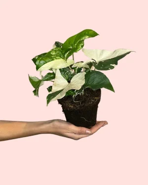 syngonium-planta-variegada