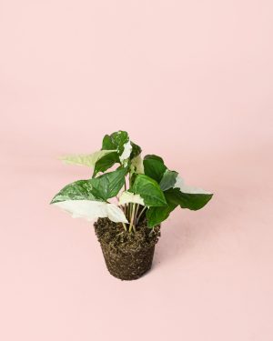 syngonium-variegado