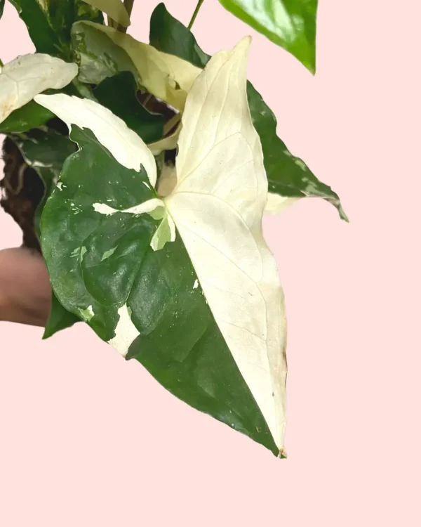 syngonium-variegado-hoja