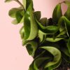 hoya carnosa hoja