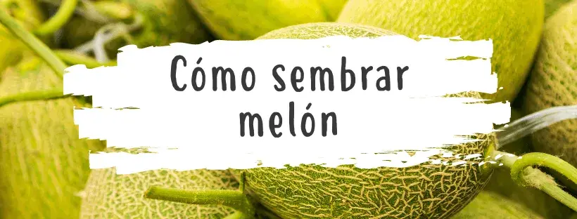 como-sembrar-melon