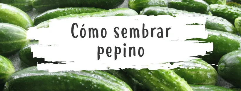 como plantar pepino