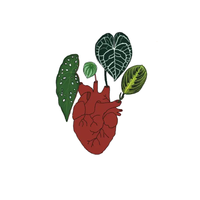 corazon corazon san valentin