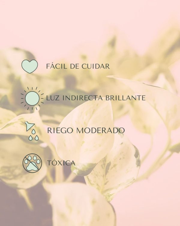 cuidados potho variegado