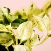 hojas-potho-variegado