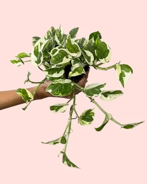 poto variegado
