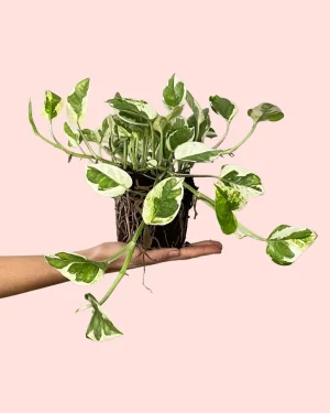 pohtos-variegado-hojas
