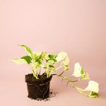 potho-variegado