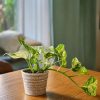 potho variegado mediano