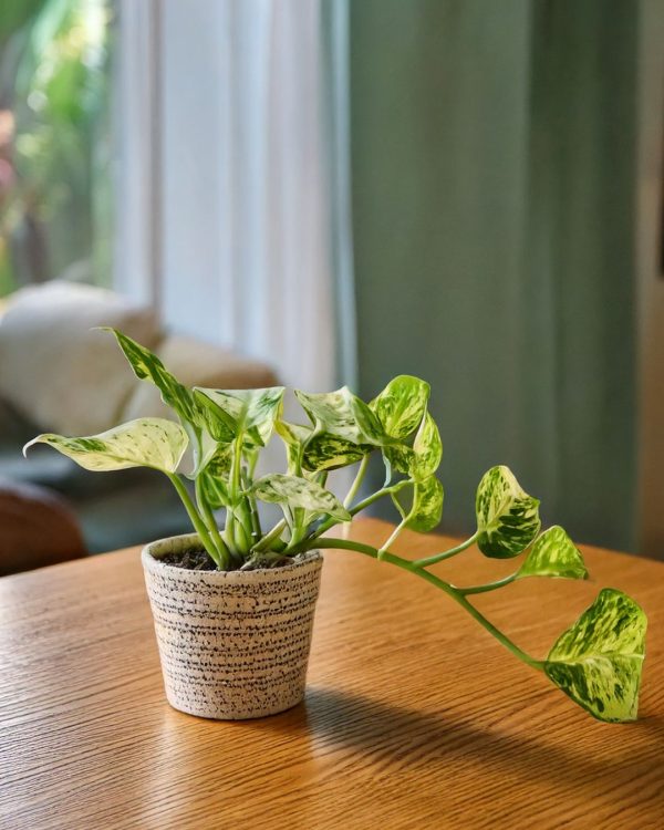 potho variegado mediano