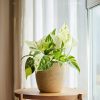 poto variegado