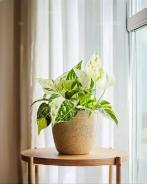 poto variegado
