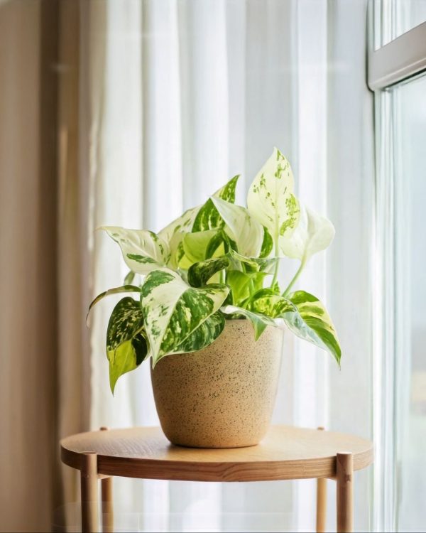 poto variegado