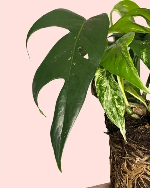 Epipremnum-hoja