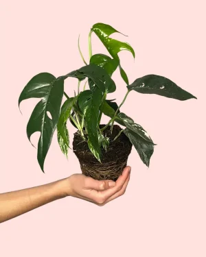 Epipremnum albo variegata