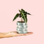 alocasia-amazonica-bebe