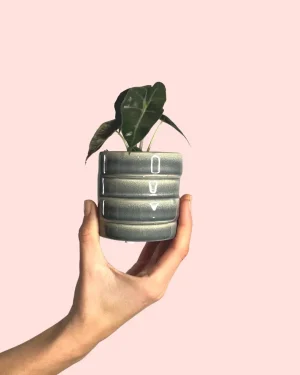 alocasia-amazonica-bebe-maceta