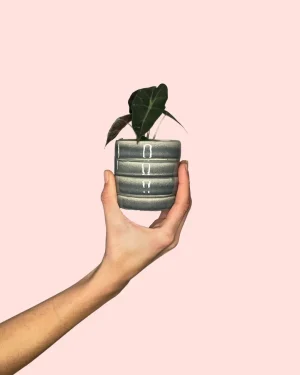 alocasia-bebe-maceta