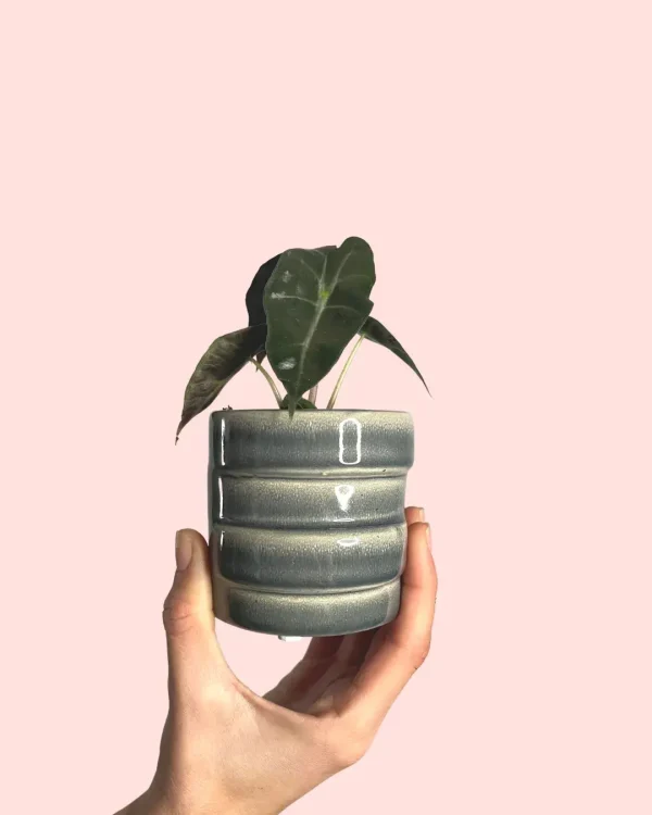 alocasia-bebe-maceta-ceramica