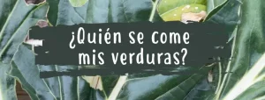 hojas-mordidas-plantas