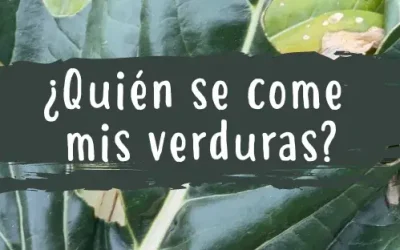 Agujeros en las hojas de mis plantas ¿quién se come mis verduras?