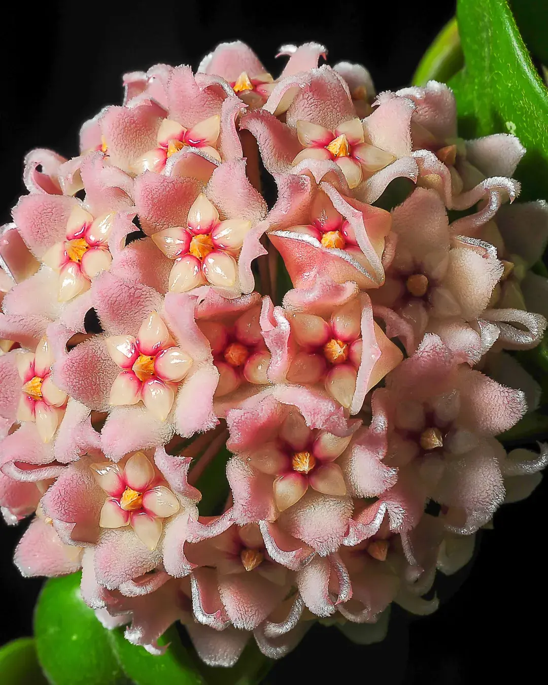 hoyacarnosa-flor hoyacarnosa-flor