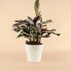 maceta-natural-planta