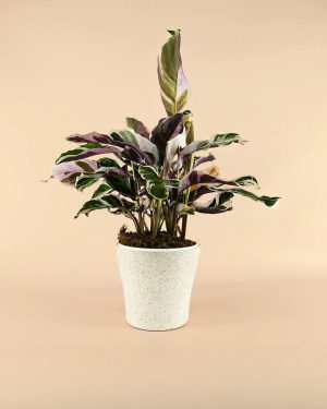maceta-natural-planta