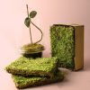 musgo-para-terrario-planta