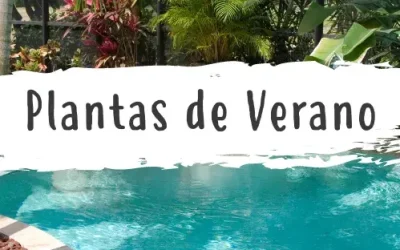 Plantas perfectas para el Verano