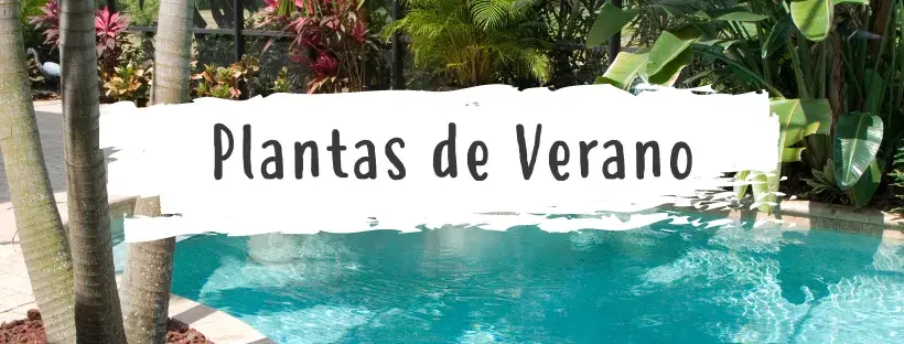 plantas de verano