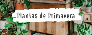 plantas para primavera