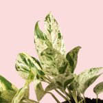 epipremnum albo variegado