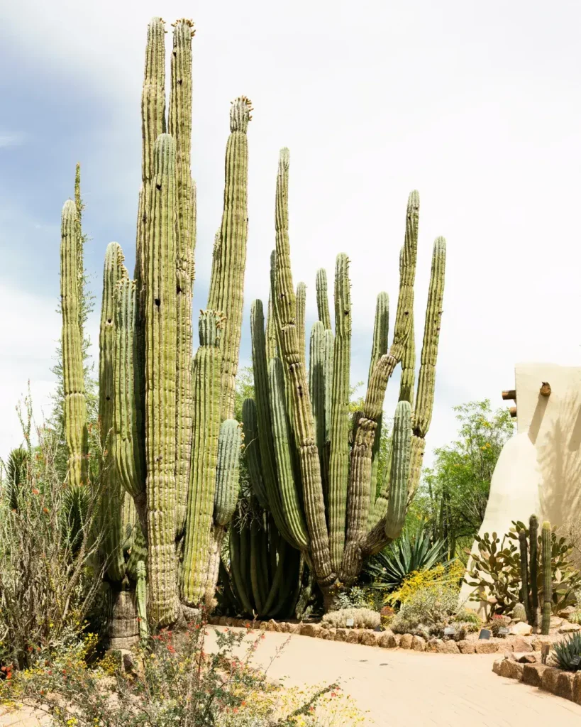 terraza con cactus