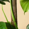 tutor-patata-75-detalle-clip