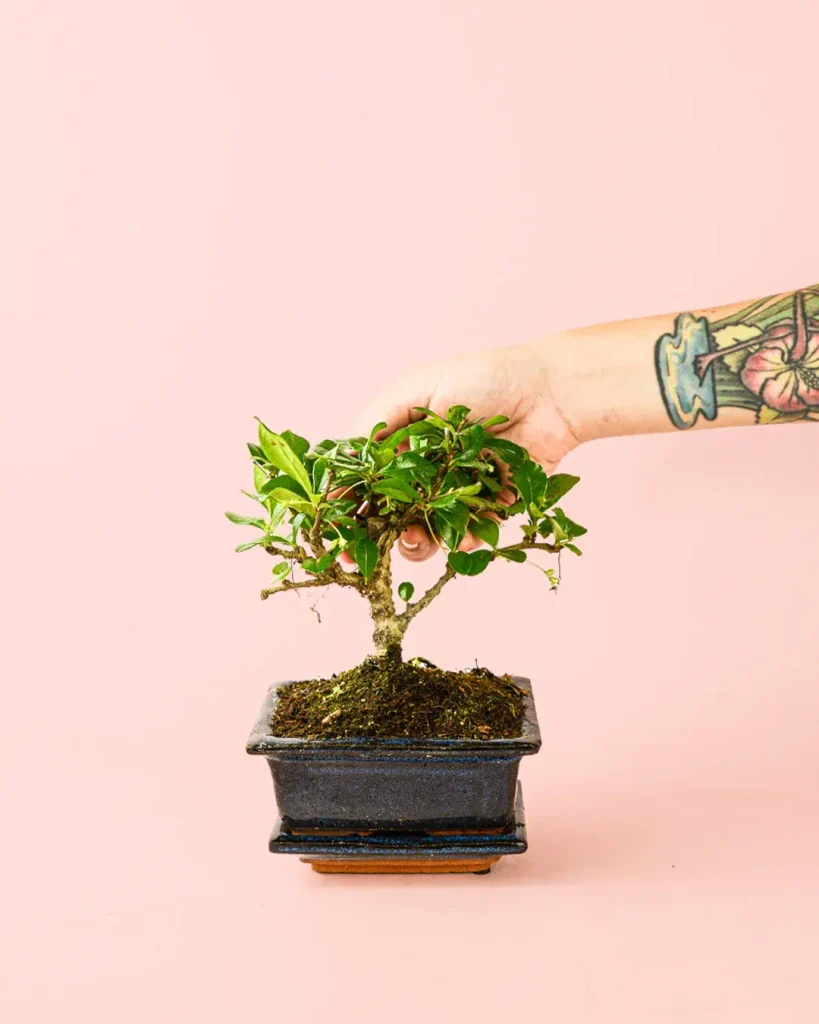 bonsai-planta