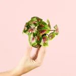Caladium Casey Mini