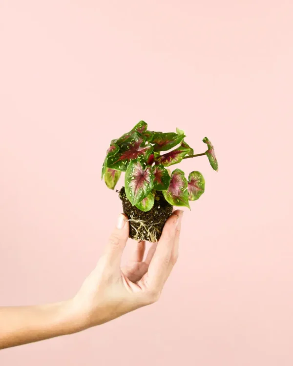 calasium-cassey-planta