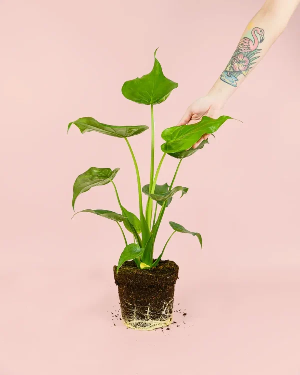 alocasiacucullata-hoja
