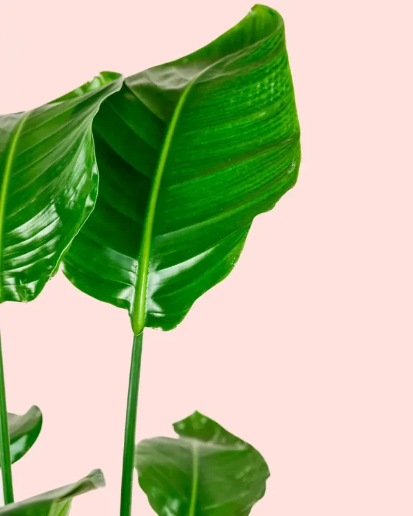 strelitzia-l-hoja
