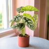 Alocasia Silver dragon-contexto