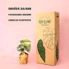 Alocasia Silver dragon -packaging
