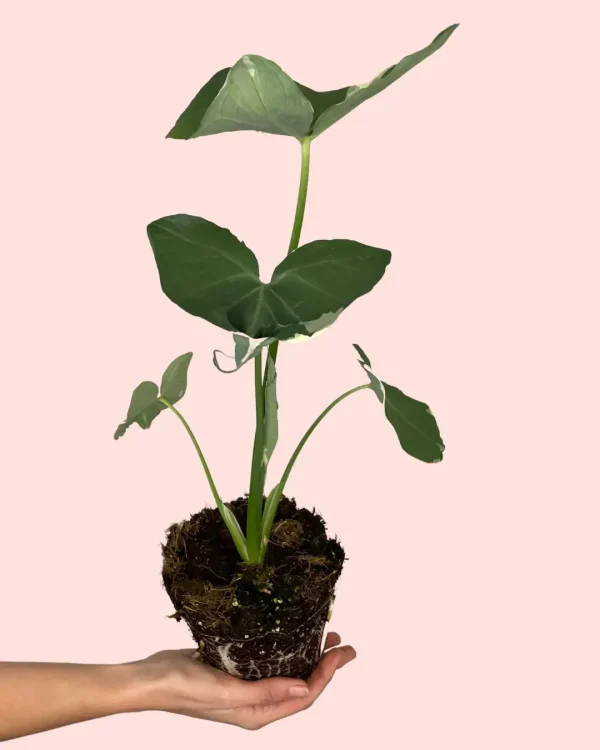 Alocasia Xanthosoma Variegada