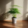 Asparagus plumosus-contexto